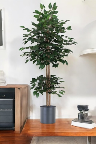 Yapay Benjamin Ağacı Bambu Gövdeli Yeşil Şık Metal Sıyah Saksılı 100 Cm Yeşil Yapay Benjamin Ağacı Bambu Gövdeli Yeşil Şık Metal Sıyah Saksılı 100 Cm Yeşil
