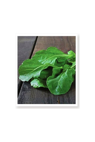 AGRodal Tarım Ata Tohumu Yerli Doğal Roka Nuran 2000 Adet Tohum