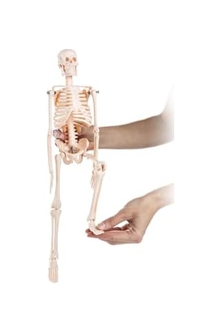 45 Cm İnsan İskelet Modeli, Eğitim Ve Tanıtım Amaçlı