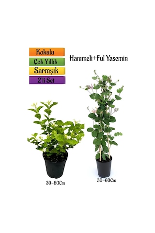 Kokulu Ful Yasemin+ Yoğun Kokulu Hanımeli Çiçeği Fidanı 2'li Bahçe Peyzaj Seti