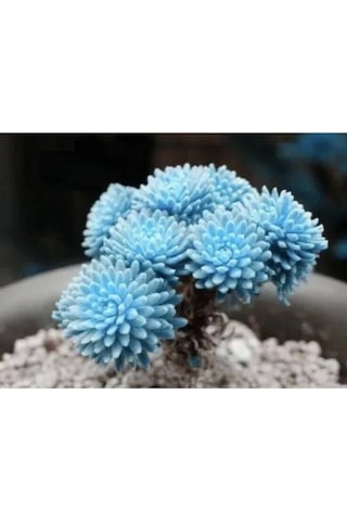 10 Adet Rare Succulent Lithop Tohumu
