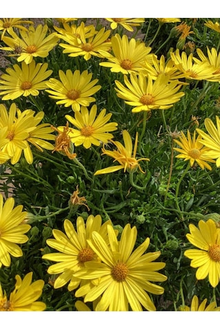 Çeşme Papatyası Sarı Renkli 20 40 Cm 1 Adet Saksılı Canlı Bitki Osteospermum