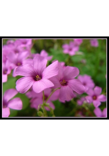 Süs Yoncası Tohumu 500+ Tohum