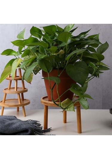 Ulzyvf Vazo Tepsisi Tabanı Sukulent Saksısı Saksı Rafı Pothos Oturma Odası Mekan Masif Masaüstü İç Çiçek Çiçek Ayaklı Ahşap Wq