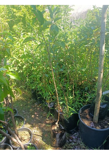 Yeşil Deniz Fidancılık Tüplü Fuji Elma Fidanı 100-150 Cm