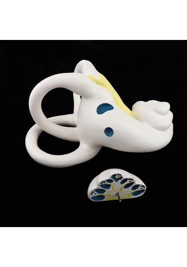 Suntek Büyütülmüş İnsan Kulağı Labirent Anatomik Yapı