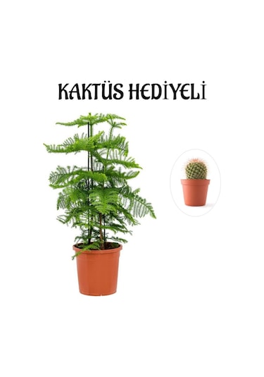Parlak Yapraklı Salon Çamı Sevgililer Gününe Özel Kaktüs Hediyeli