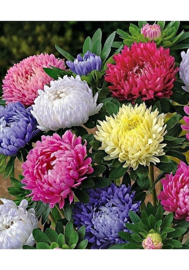 Karışık Renk 10-15 Adet Kasımpatı Çiçek Tohumu