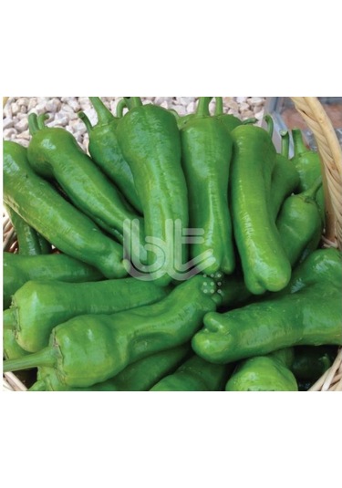 Biber Tohumu Trilob Üç Burun 25 GR Ort3000 Adet Tohum