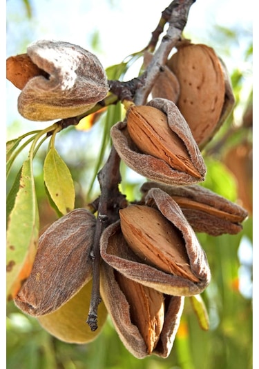 Organik Bitkim Çiğ Badem İçi 250 G