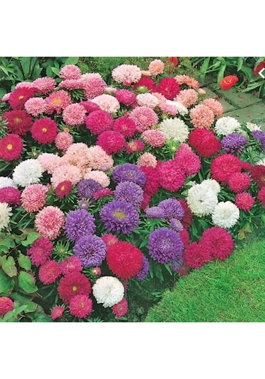 Callistephus Pompon Dark Red Aster Çiçeği Tohumu 50 Tohum