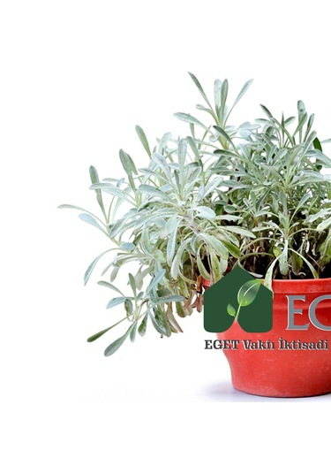 Eget Kül Gazanya Gazania Tomentosa