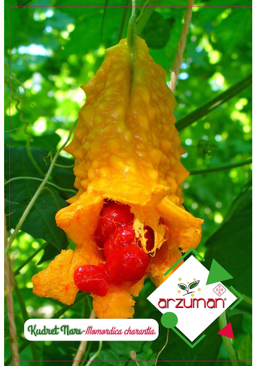 Kudret Narı Tohumu 5 Adet