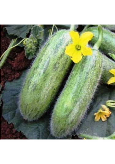 Geleneksel Tohumlar Doğal Turşuluk Sofralık Karadibek Acur Tohumu 20 Tohum