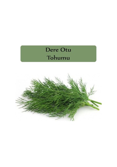 Dere Otu Tohumu 1 Paket Gönen Dere Otu Tohumu Kapalı Paket Yüksek Verimli Tohum Dereotu Tohumu