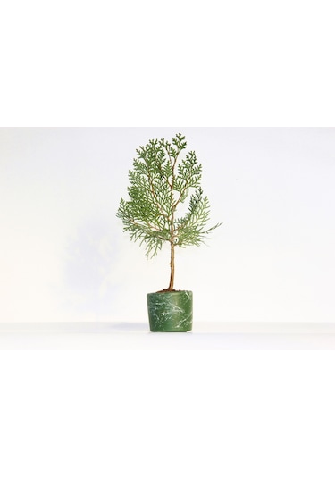 Bonsai Thuja Orientalis Yeşil Saksıda 2 Adet