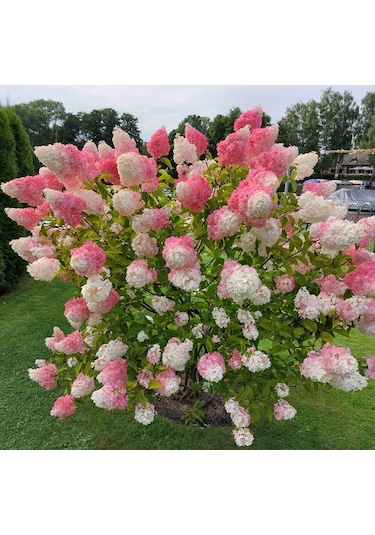 Güneşe Ve Soğuğa Dayanıklı Ortanca Panikulata Çiçeği Fidanı 1-2 Y