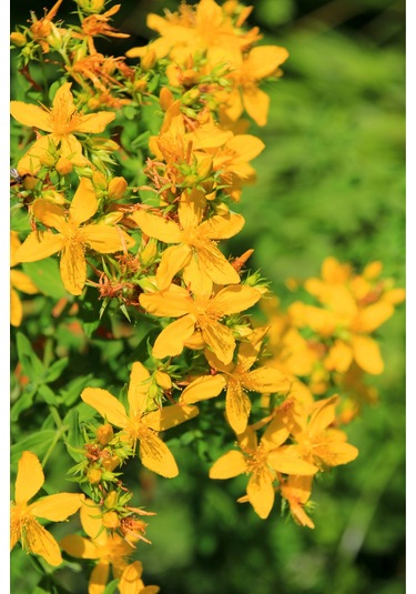 Kantaron Yağı - 2 X 20ml %100 Seyreltilmemiş, Doğal 20 ML