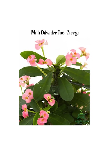 Pink Euphorbia Milii Dikenler Tacı Çiçeği Pembe Renk 15-25cm
