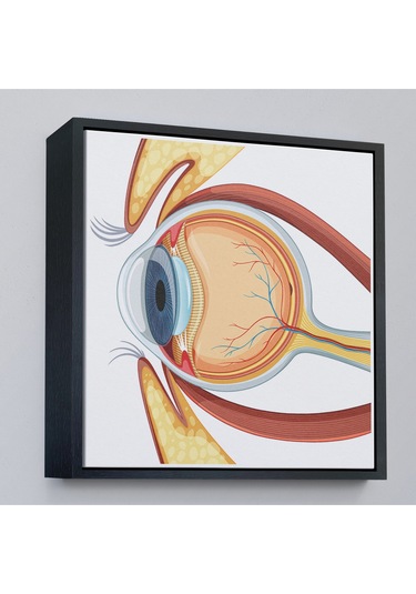 Çerçeveli Göz Anatomizi Tablosu - Göz Doktoru Hediyesi-8367