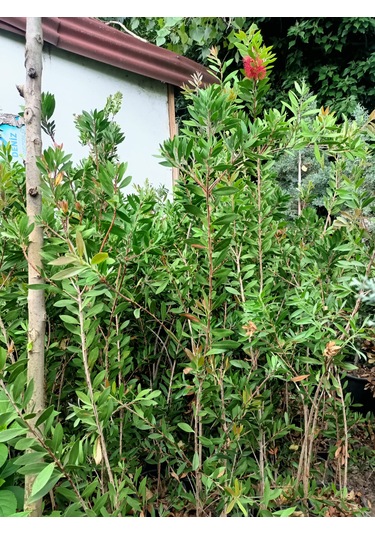 Fırça Çalısı Bitkisi 80-100 Cm