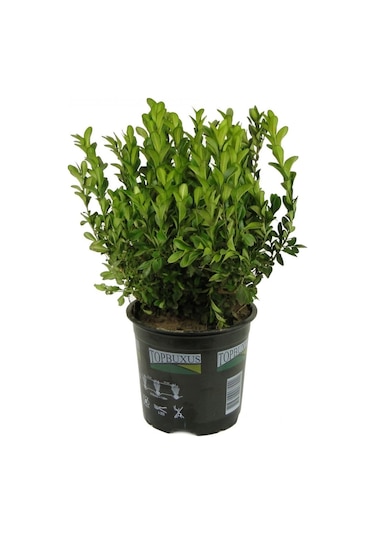 Fidan & Peyzaj - Şimşir (2 Yaş / Buxus sempervirens)