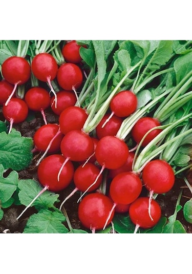 Mix Yukarıbakan Cin Biber 250 Adet Fındık Turp 100 Tohum