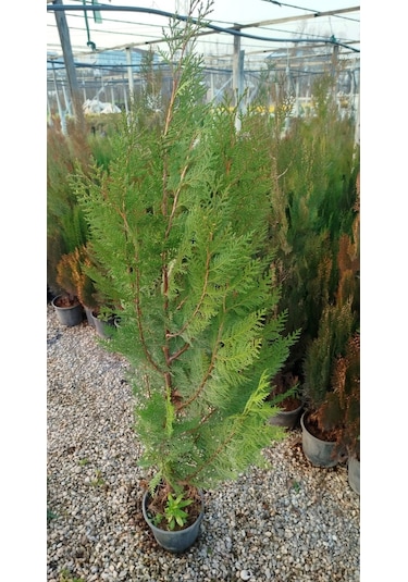 Yeşil Mazı Çit Bitkisi 80-100 Cm 4-5 Yaş Thuja Orientalis