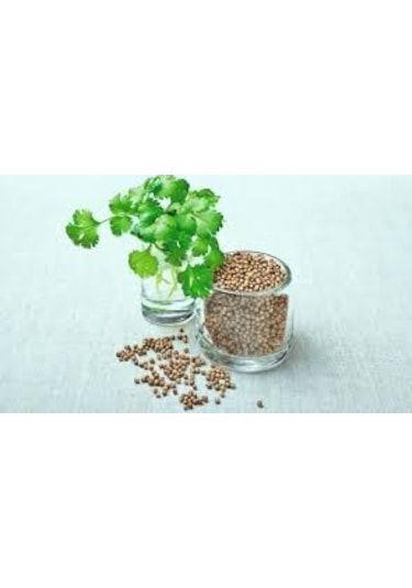 Seed Kişniş Tohumu 10GR 1 Paket