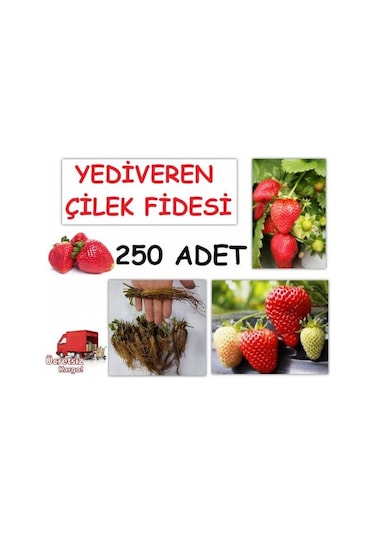 250 Adet Çilek Fidesi Yediveren Albion 12 Ay Dikim