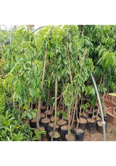 3 Yaş Aşılı Şeftali Fidanı Spring Lady, Torbada