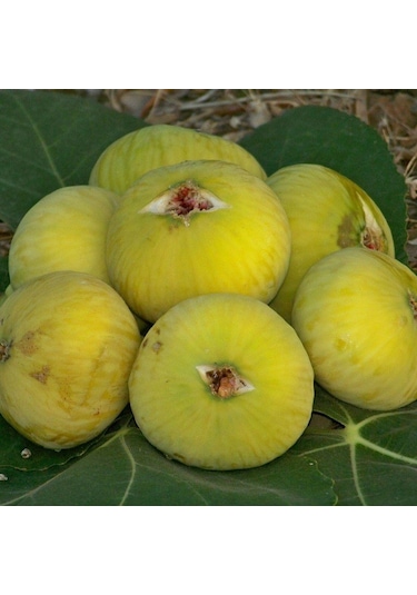 Tüplü İri Meyveli Mut Beyaz İnciri Fidanı Sofralık Kurutmalık