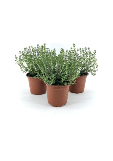 Gardenbox Saksılı Kekik Fidanı 10-20 Cm 3 Adet Potted Thyme Sapling