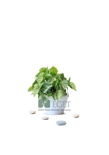 Melek Kanadı Çiçeği Syngonium Podophyllum - 2 Lt Askılı Saksıda