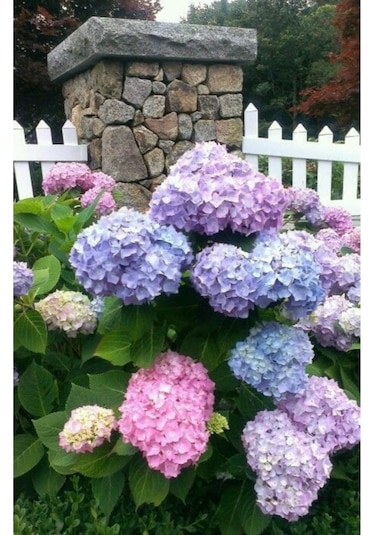 3 Adet Canlı Ortanca Çiçeği Fidanı-pembe Mavi Lila Renk