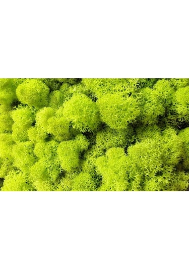 Reindeer Moss Lime Şoklanmış Norveç Yosunu 250gr