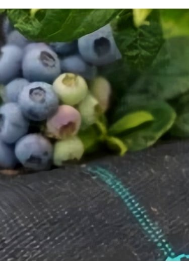 1 Mt X 100 Mt Sulzer Kumaş Sera Taban Yabani Ot Örtüsü Jüt Peyzaj