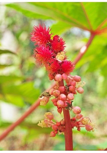 Bykurt Sunagri Kene Çiçeği Tohumu - Balkon & Bahçe İçin Tropikal Ve Gösterişli 5 Adet Tohum