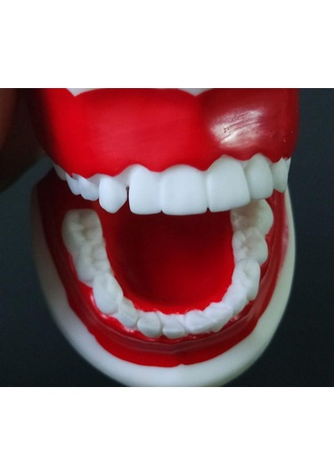 1 Adet Çocuklar İçin Diş Eğitim Modeli/Standart Diş Çocuk Diş Modeli Çocuk Diş Diş Modeli Öğretim Eğitim Ağız Bakımı 1 Pc For 6-9 Years Old