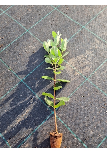 Kaymak Ağacı Feijoa Fidanı 2 Adet