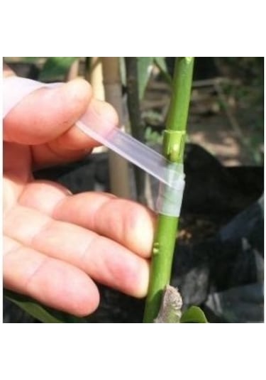 Veta Aşı Bandı Bitki Meyve Rulo Aşılama Bağı Silikonlu 200