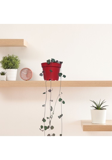 Kalp Kalbe Karşı Çiçeği Ceropegia Woodii - Kırmızı Saksılı