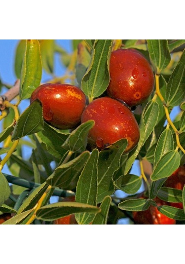 Tüplü İri Meyveli Hünnap Fidanı