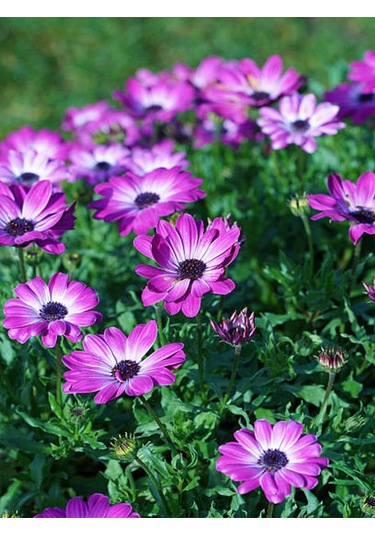 Videolu Mor 1 Adet Bodrum Papatyası Saksılı 35-55cm Purple Bodrum Daisy