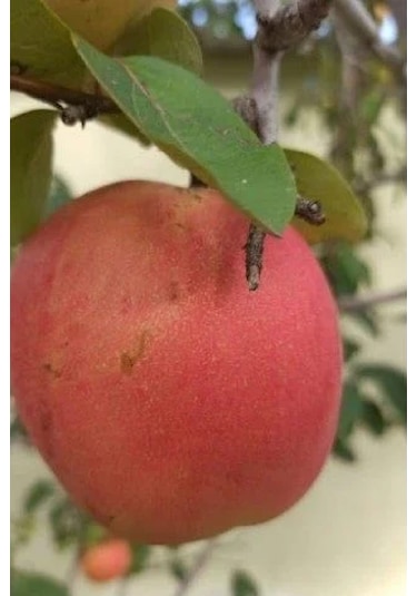 Aşılı Tam Bodur Kırmızı Vahapbey Ayva Fidanı 3 Yaş
