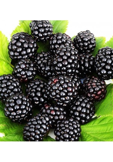 Tüplü Yediveren Böğürtlen Rubus Fruticosus Fidanı