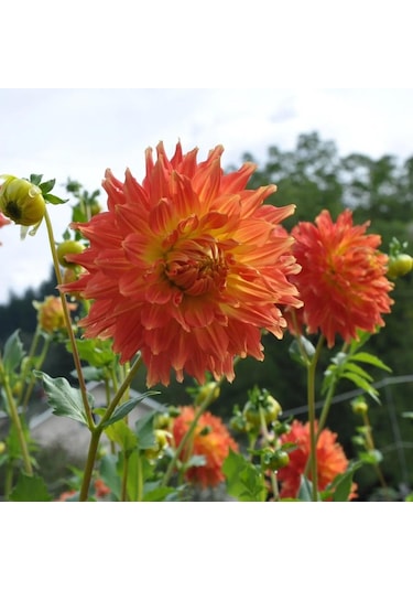Ateş Renk Fired Up Dahlia Yıldız Çiçeği Yumrusu 1 Adet