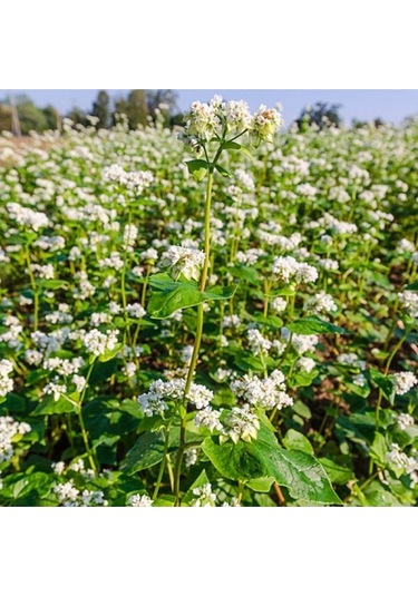 Kappadokia Glutensiz Çiğ Karabuğday Greçka 5 Kg