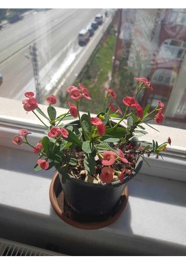 Dikenler Tacı Çiçeği Pembe Yetişmiş