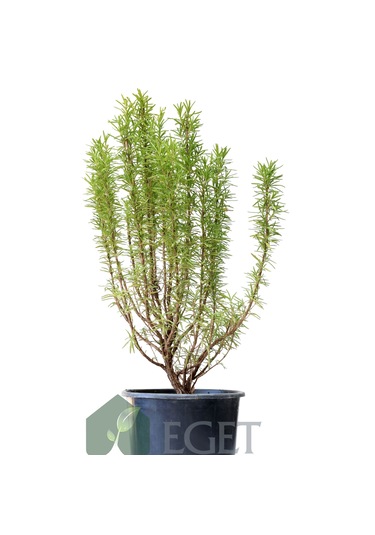 Saksıda Organik Biberiye Rosmarinus Officinalis